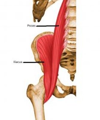 Golf stretches for the psoas and hips muscle diagram