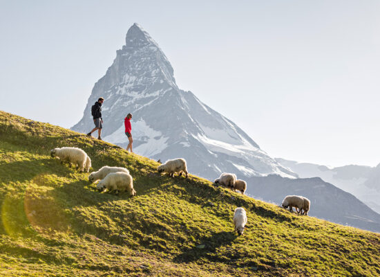 Hike through pastures of sheep in Switzerland